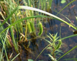 Carex pendula - Hänge-Segge © Kumpfmüller