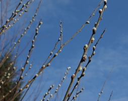 Salix caprea Salweide © Kumpfmüller