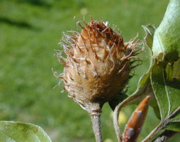 Fagus sylvatika Rotbuche Frucht © Kumpfmüller