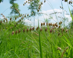 Melica nutans - Nickend-Perlgras © Lugmair