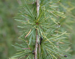 Larix decidua Europäische Lärche © Kumpfmüller