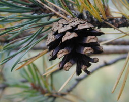 Pinus sylvestris Rotföhre Zapfen © Kumpfmüller