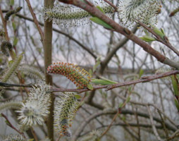 Salix purpurea Purpurweide © Lugmair