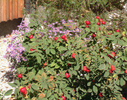 Rosa villosa Frucht - Apfel-Rose © Luger