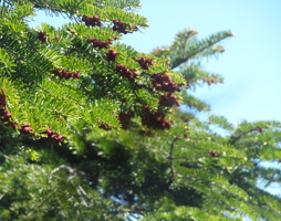 Abies alba Weiß-Tanne © Kumpfmüller