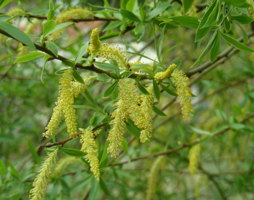 Salix alba Silberweide © Kumpfmüller