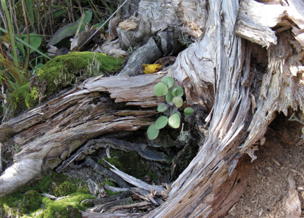 Weniger Pflege fördert die Vielfalt