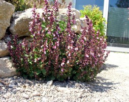 Teucrium chamaedris - Gamander © Polak