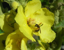 Wildbiene auf Königskerze © Kumpfmüller