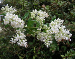 Ligustrum vulgare Liguster © Kumpfmüller