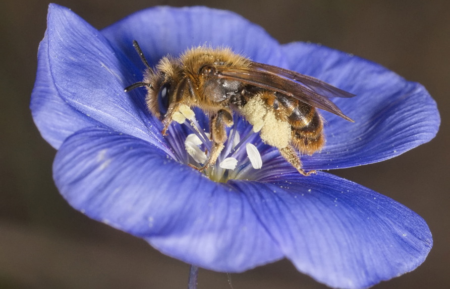 Lein-Sandbiene auf Österreichischem Lein © Wolfgang Schweighofer
