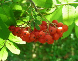 Sorbus aucuparia Vogelbeere Früchte © Kumpfmüller