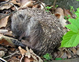 Igel © Kumpfmüller