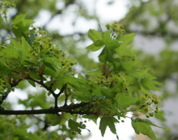 Acer campestre Feld-Ahorn © Kumpfmüller