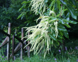 Castanea sativa Edelkastanie © Strauch