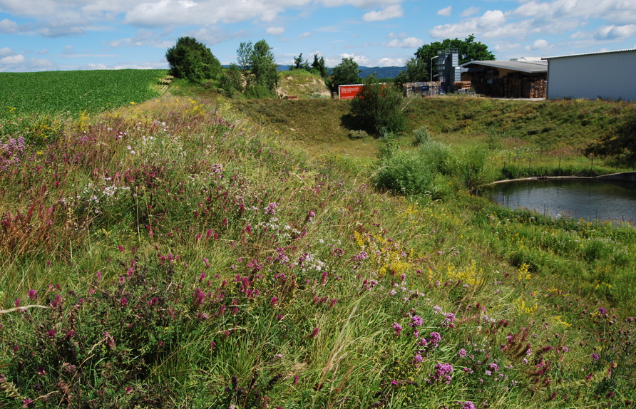 Außenanlagen Firma Gradwohl, Melk. Wildes Blütenmeer festigt Krone und Böschung des Retentionsbeckens © Voitsauer Wildblumensamen