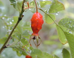 Rosa pendulina Hängefruchtrose © Kumpfmüller