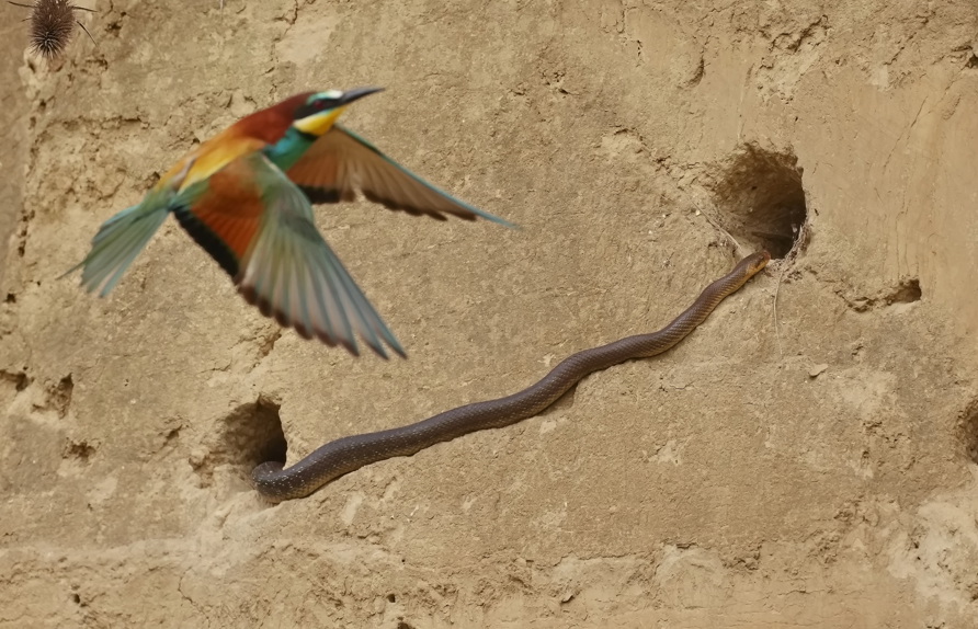 Alles hängt zusammen: Äskulapnattern lieben Bienenfresser-Gelege, die ihrerseits die Wildbienen-Vielfalt vor Ort schätzen © Wolfgang Schweighofer