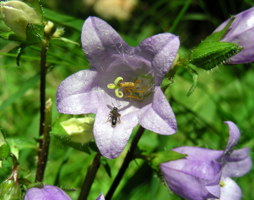Campanula trachelium - Nesselblättrige Glockenblume © Kumpfmüller