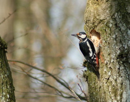 Buntspecht © Kumpfmüller