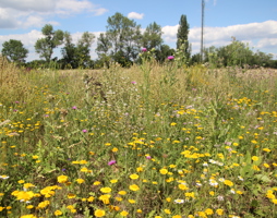 Wiesenartige Bereiche, wie hier dominiert von der Färber-Kamille wechseln sich mit hochwüchsigeren ab (c) Rudi Schmid