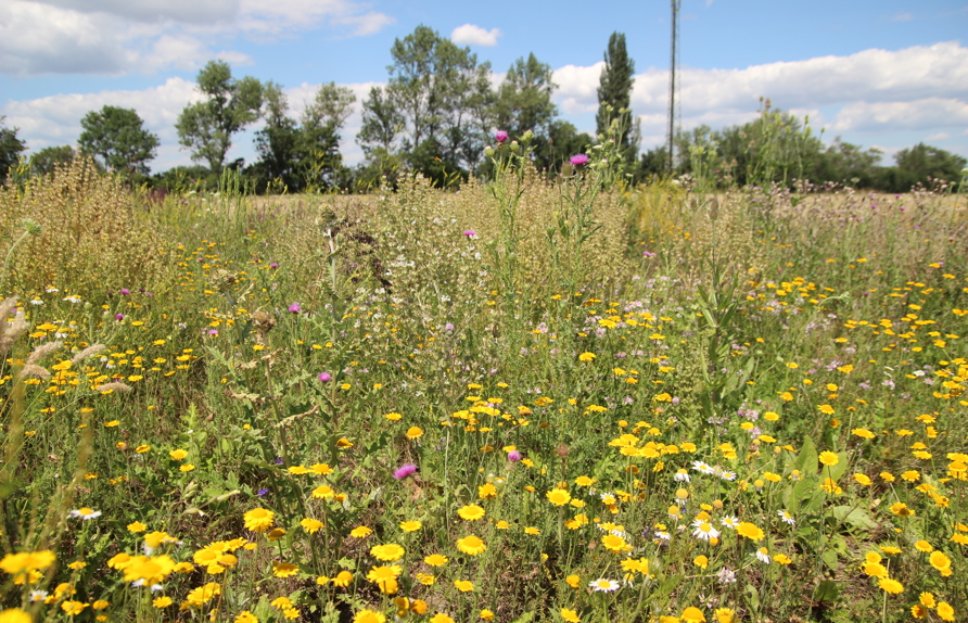 Wiesenartige Bereiche, wie hier dominiert von der Färber-Kamille wechseln sich mit hochwüchsigeren ab (c) Rudi Schmid