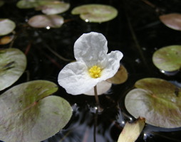 Hydrocharis morsus-ranae - Froschbiss © Kumpfmüller