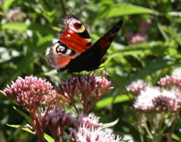 Eupatorium cannabinum - Gewöhnlicher Wasserdost © Polak