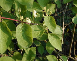 Lonicera xylosteum Rote Heckenkirsche © Kumpfmüller