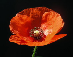 Papaver rhoeas - Klatschmohn © Kumpfmüller