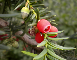 Taxus baccata Eibe © Polak